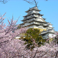 日本樱花花期由南至北逐渐开放